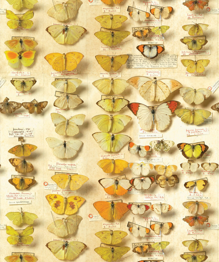 Wallpaper-Erstwhile-Lepidoptera-1-1